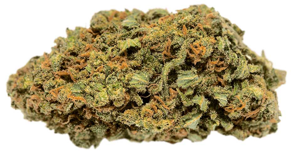 תפרחת צ'וקו