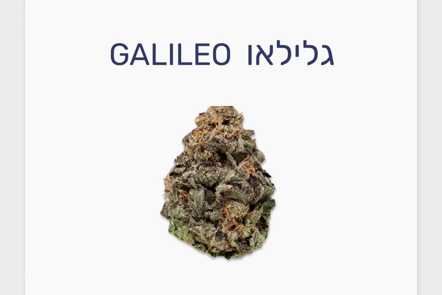 סקירת זן – תפרחת גלילאו T10\C10 היברידי