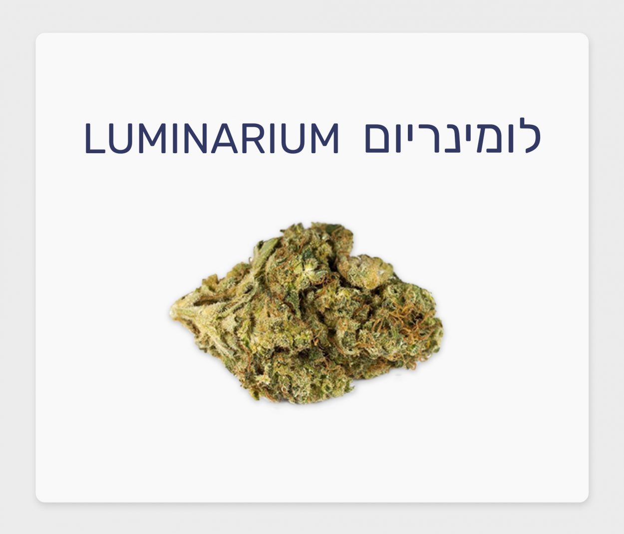 סקירת זן – תפרחת לומינריום T20/C4 סאטיבה