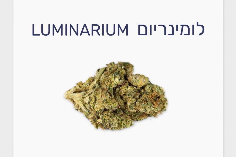 סקירת זן – תפרחת לומינריום T20/C4 סאטיבה