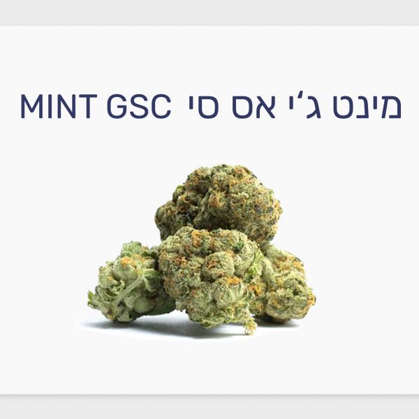 סקירת זן – תפרחת מינט ג'י אס סי T15/C3 היברידי
