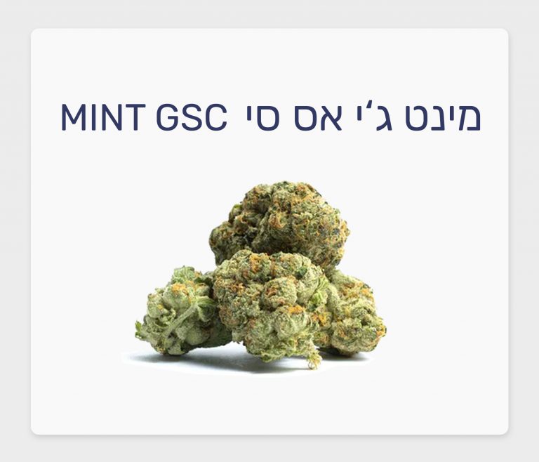 סקירת זן – תפרחת מינט ג'י אס סי T15/C3 היברידי