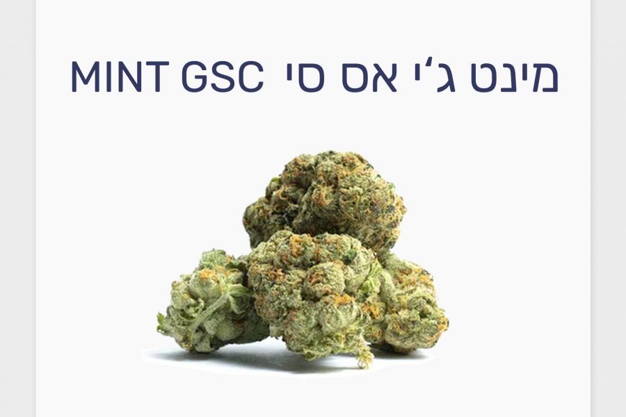 סקירת זן – תפרחת מינט ג'י אס סי T15/C3 היברידי