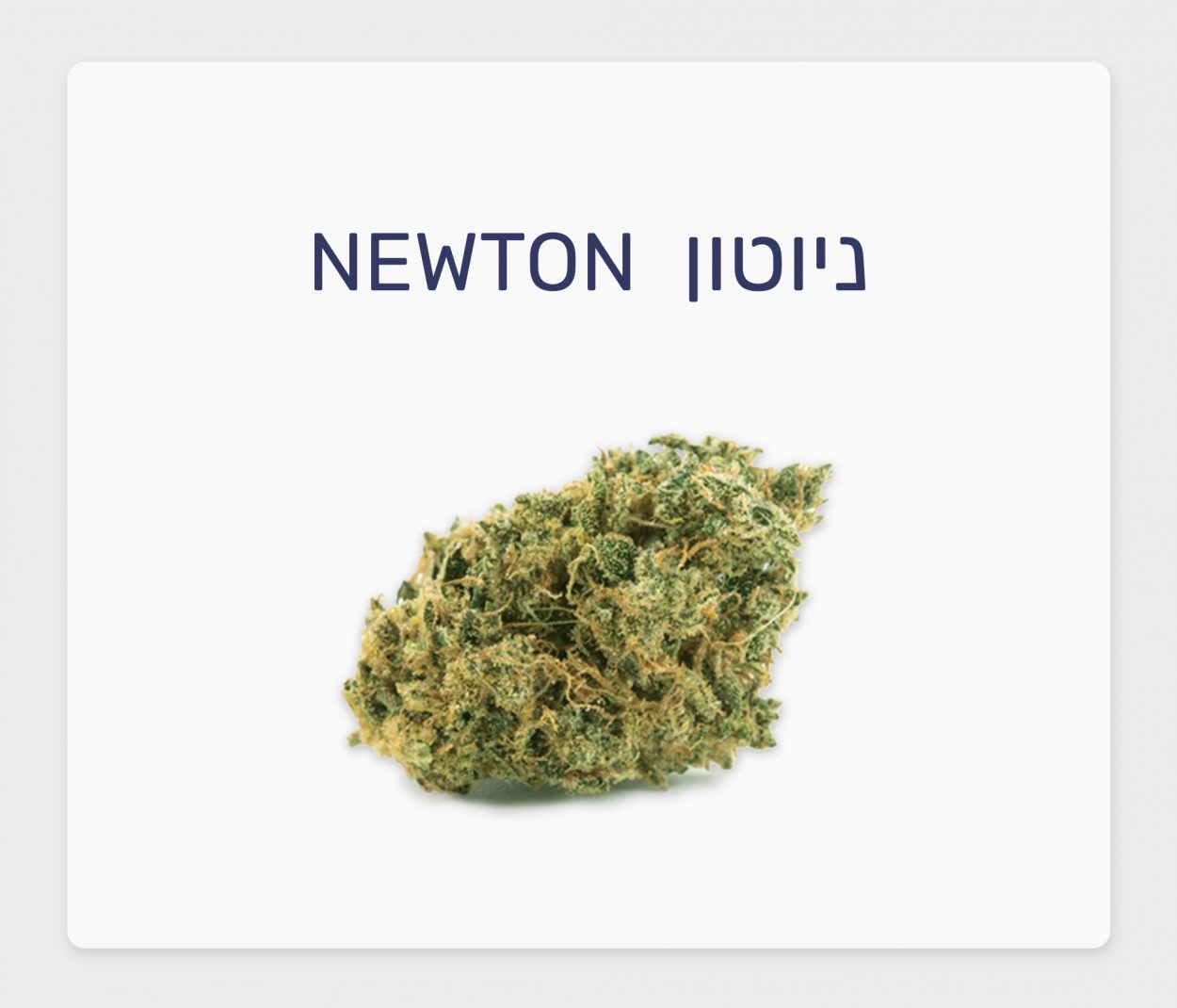 סקירת זן – תפרחת ניוטון T20/C4 אינדיקה