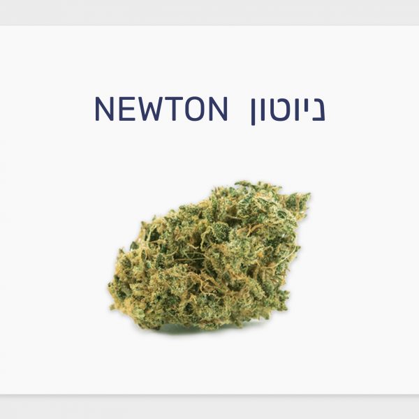 סקירת זן – תפרחת ניוטון T20/C4 אינדיקה