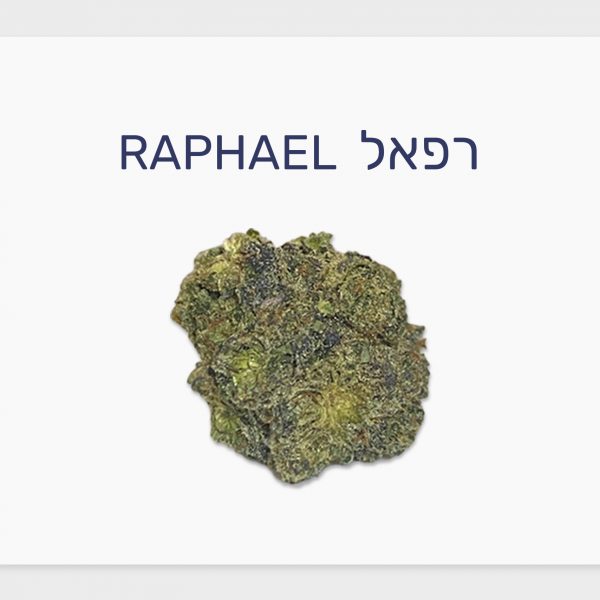 סקירת זן – תפרחת רפאל T20\C4 אינדיקה