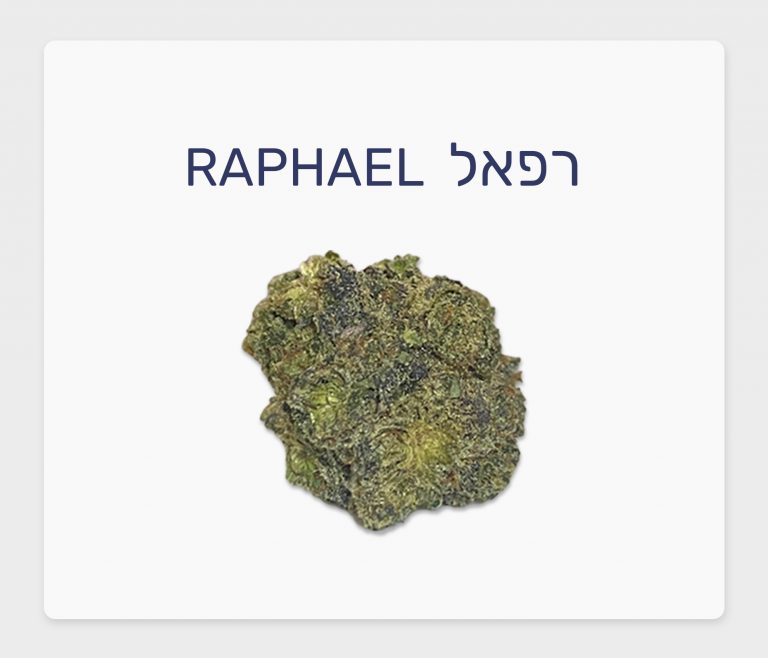 סקירת זן – תפרחת רפאל T20\C4 אינדיקה