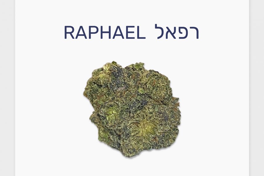 סקירת זן – תפרחת רפאל T20\C4 אינדיקה