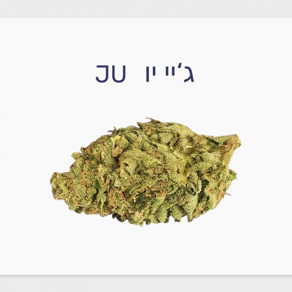 סקירת זן – תפרחת ג'יי יו T20/C4 סאטיבה