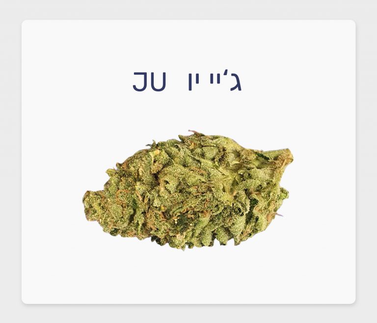 סקירת זן – תפרחת ג'יי יו T20/C4 סאטיבה