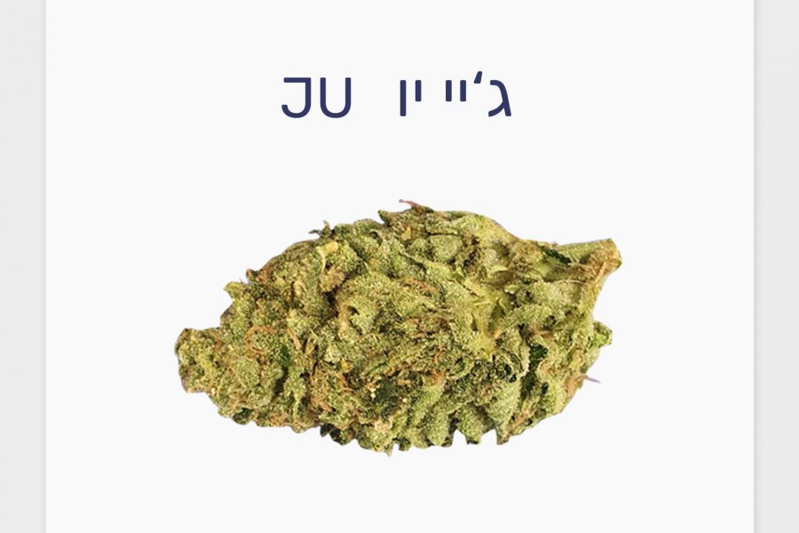 סקירת זן – תפרחת ג'יי יו T20/C4 סאטיבה