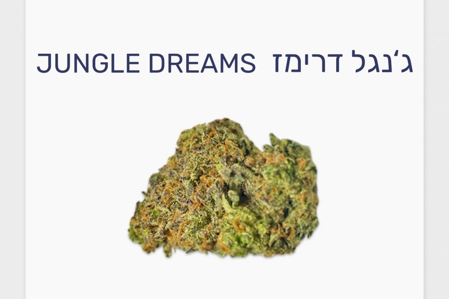 סקירת זן – תפרחת ג'נגל דרימז T20/C4 אינדיקה