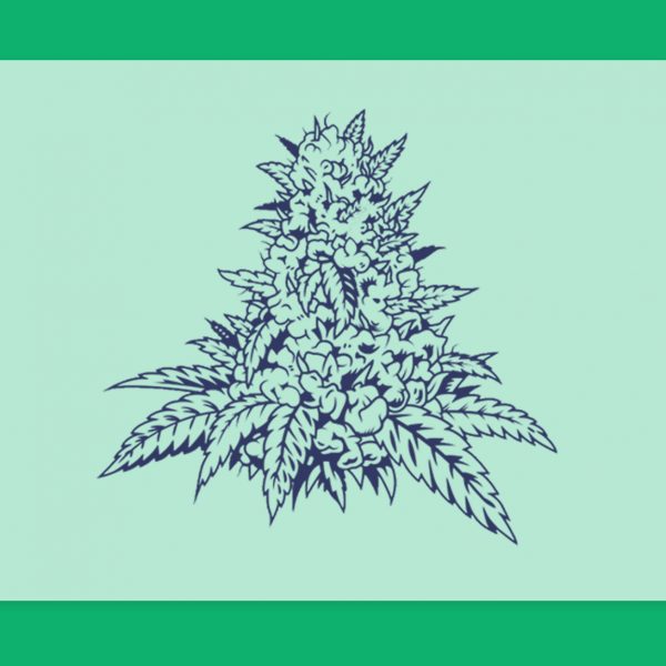 מהו זן מקור?