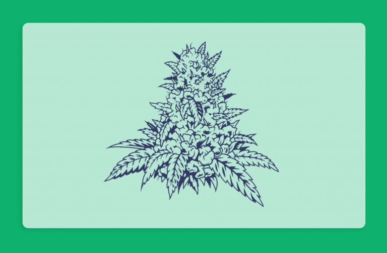 מהו זן מקור?