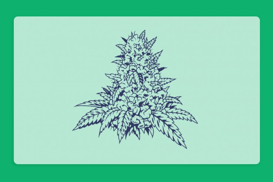 מהו זן מקור?