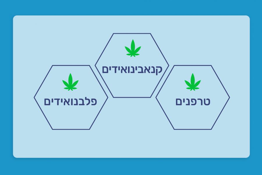 מהו אפקט הפמליה?