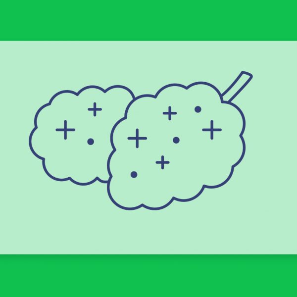 זנים עם אצוות שונות הנמצאים בבתי המרקחת ברחבי הארץ