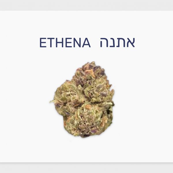 סקירת זן – אתנה T10/C2 היברידי