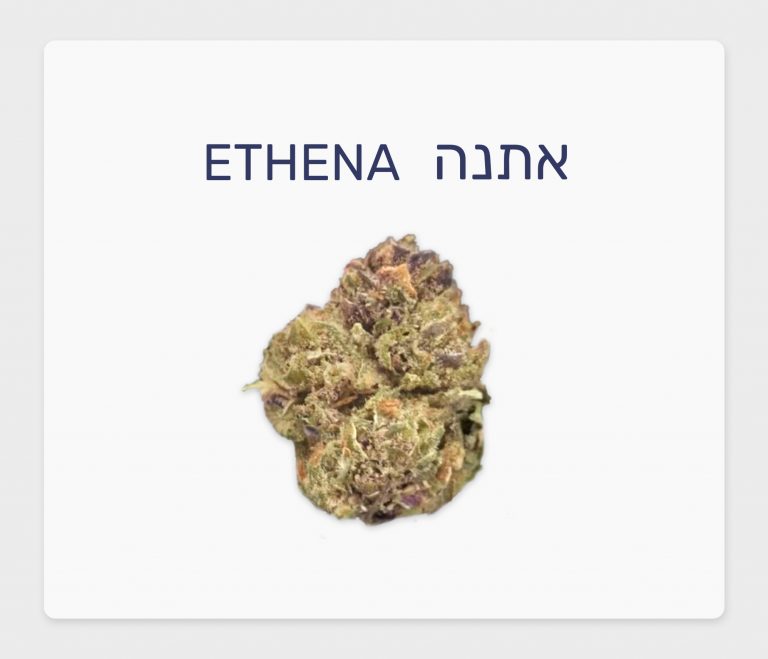 סקירת זן – אתנה T10/C2 היברידי