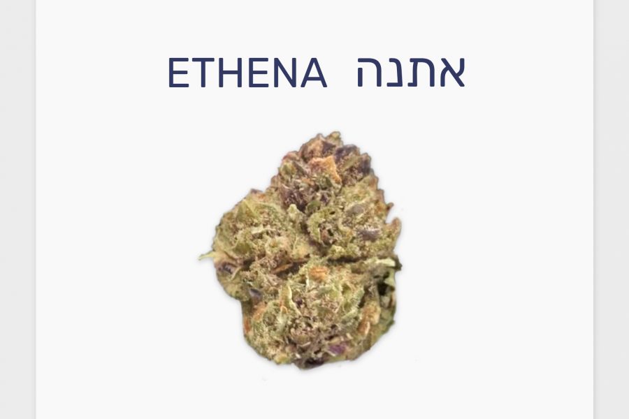 סקירת זן – אתנה T10/C2 היברידי