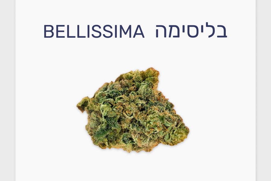 סקירת זן – בליסימה T15/C3 סאטיבה