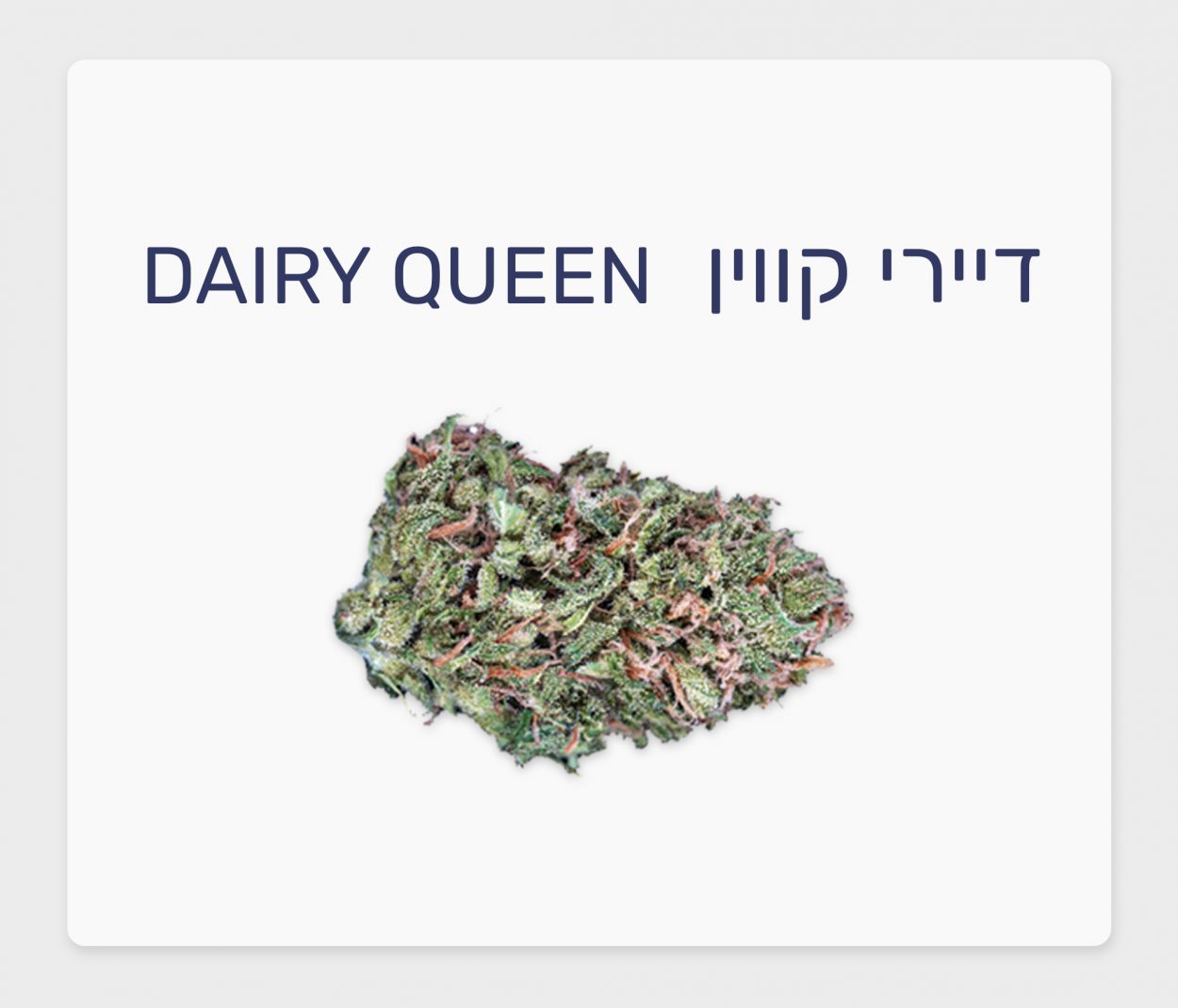 סקירת זן – דיירי קווין T15/C3 סאטיבה