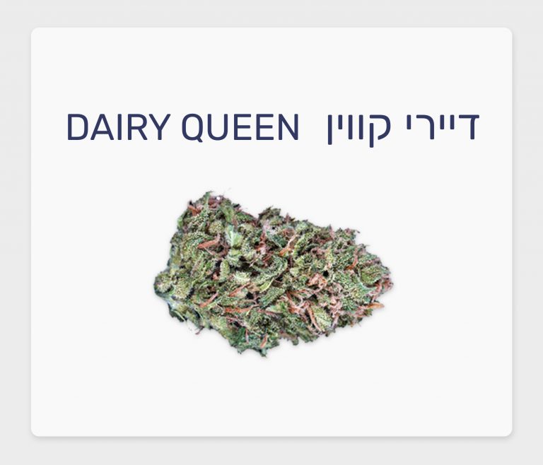 סקירת זן – דיירי קווין T15/C3 סאטיבה