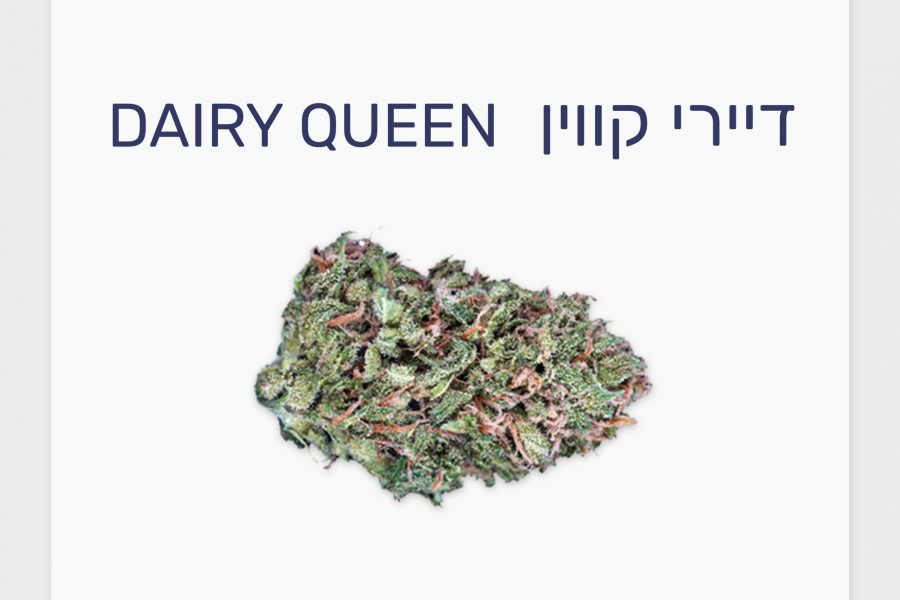 סקירת זן – דיירי קווין T15/C3 סאטיבה