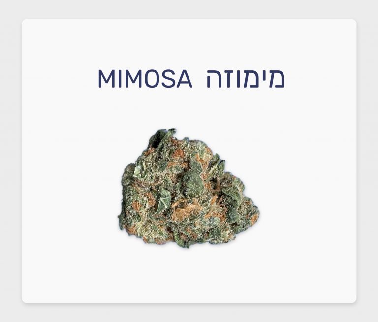 סקירת זן – בליסימה T15/C3 סאטיבה