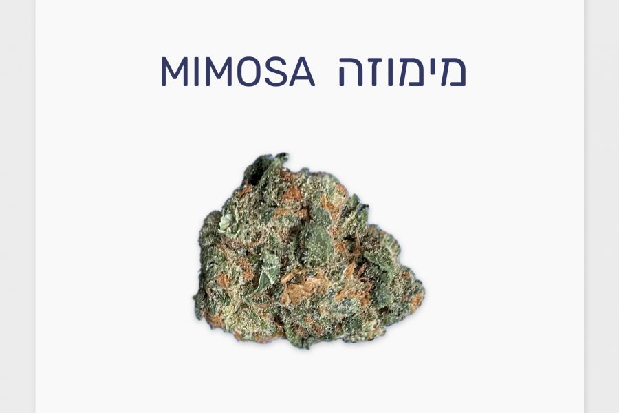 סקירת זן – בליסימה T15/C3 סאטיבה