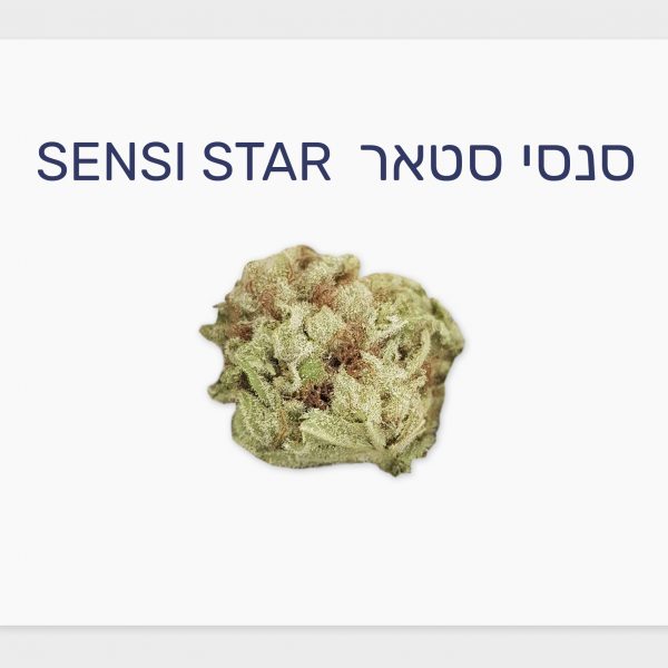 סקירת זן – סנסי סטאר T20/C4 אינדיקה