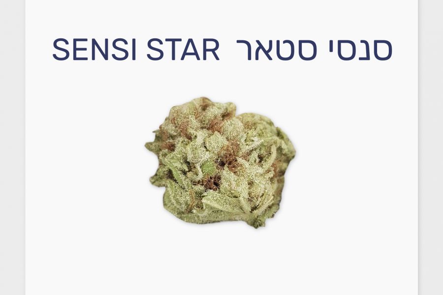 סקירת זן – סנסי סטאר T20/C4 אינדיקה