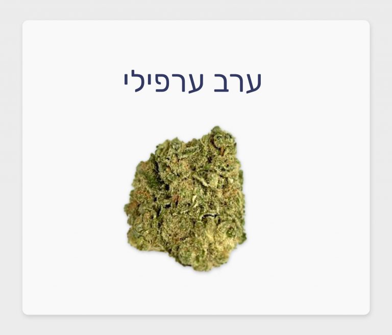 סקירת זן – ערב ערפילי T20/C4 אינדיקה