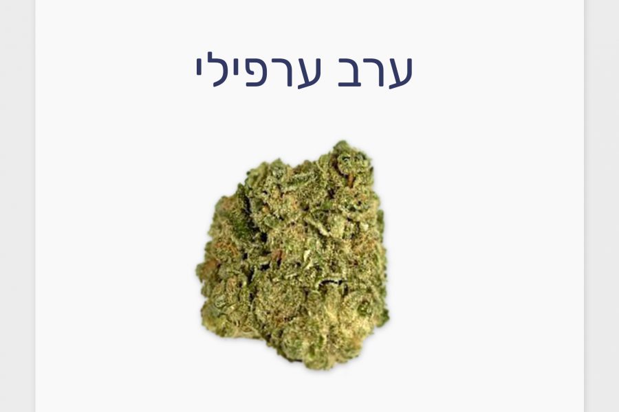 סקירת זן – ערב ערפילי T20/C4 אינדיקה