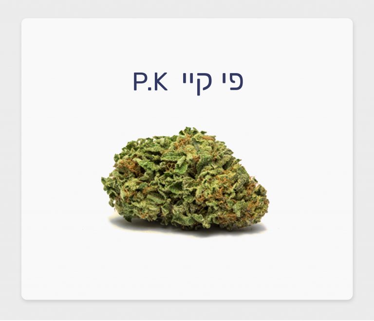 סקירת זן – פי קיי T20/C4 אינדיקה