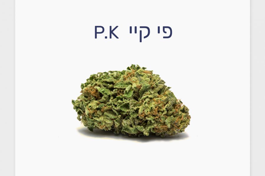 סקירת זן – פי קיי T20/C4 אינדיקה