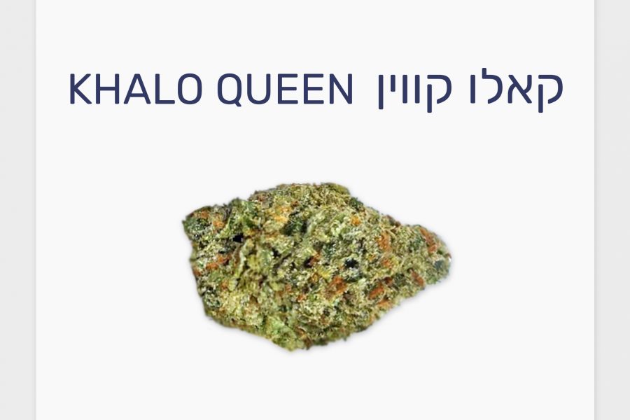 סקירת זן – קאלו קווין T20/C4 סאטיבה