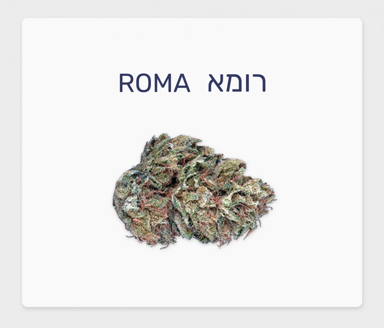 סקירת זן – רומא T20/C4 אינדיקה