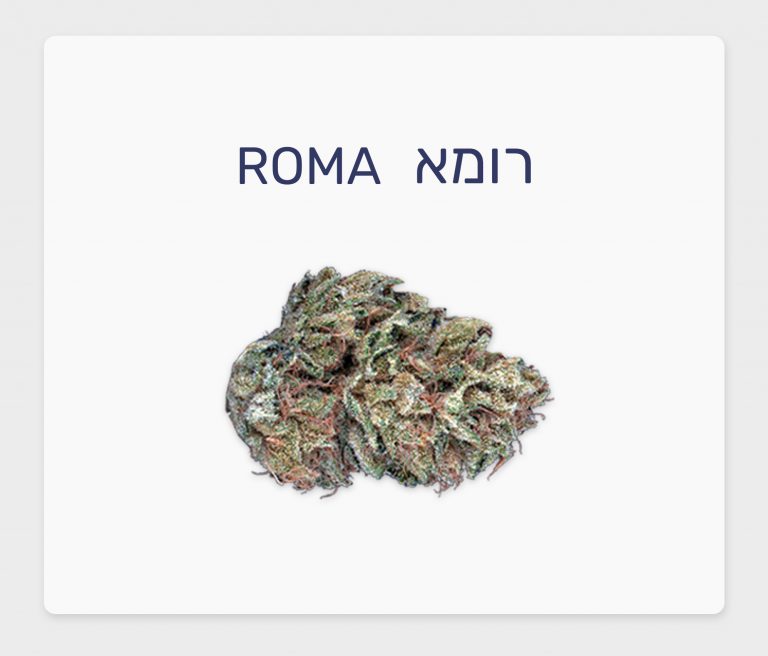 סקירת זן – רומא T20/C4 אינדיקה