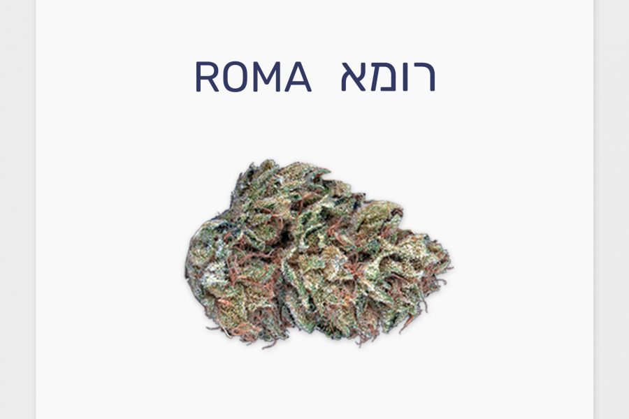 סקירת זן – רומא T20/C4 אינדיקה