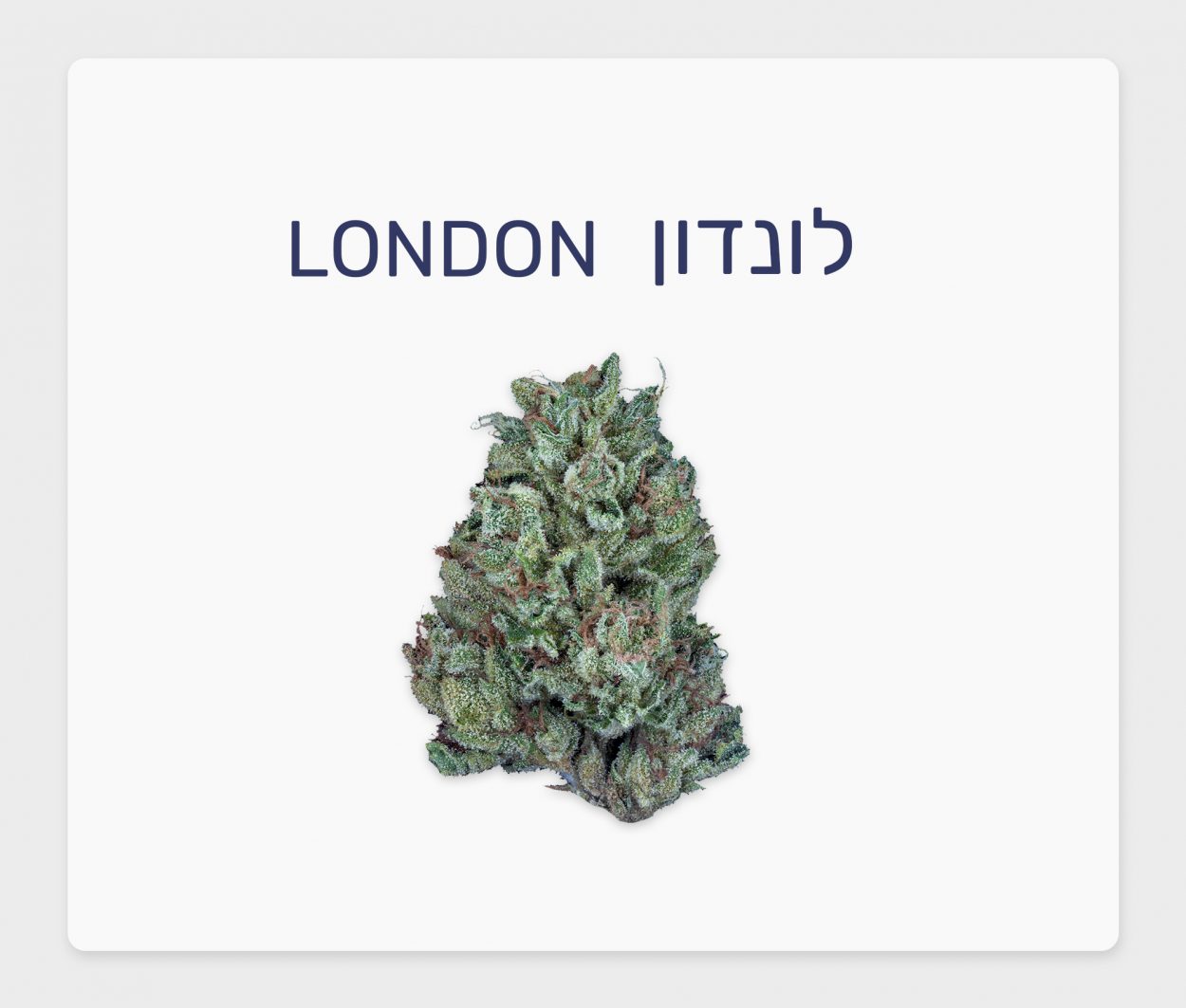 סקירת זן – לונדון T15/C3 אינדיקה