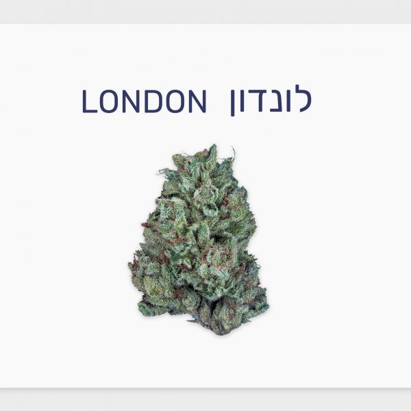 סקירת זן – לונדון T15/C3 אינדיקה