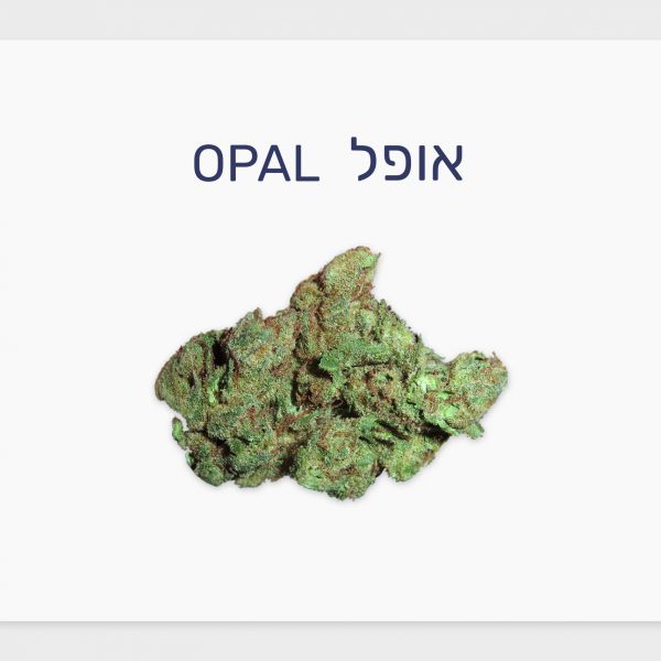 סקירת זן – אופל T20/C4 אינדיקה