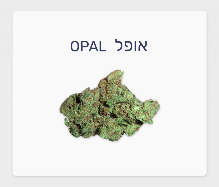 סקירת זן – אופל T20/C4 אינדיקה