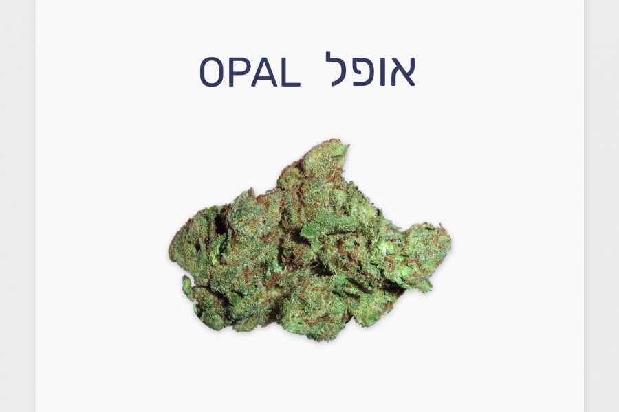 סקירת זן – אופל T20/C4 אינדיקה