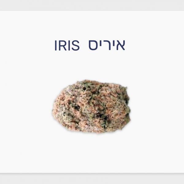 סקירת זן – איריס T20/C4 אינדיקה