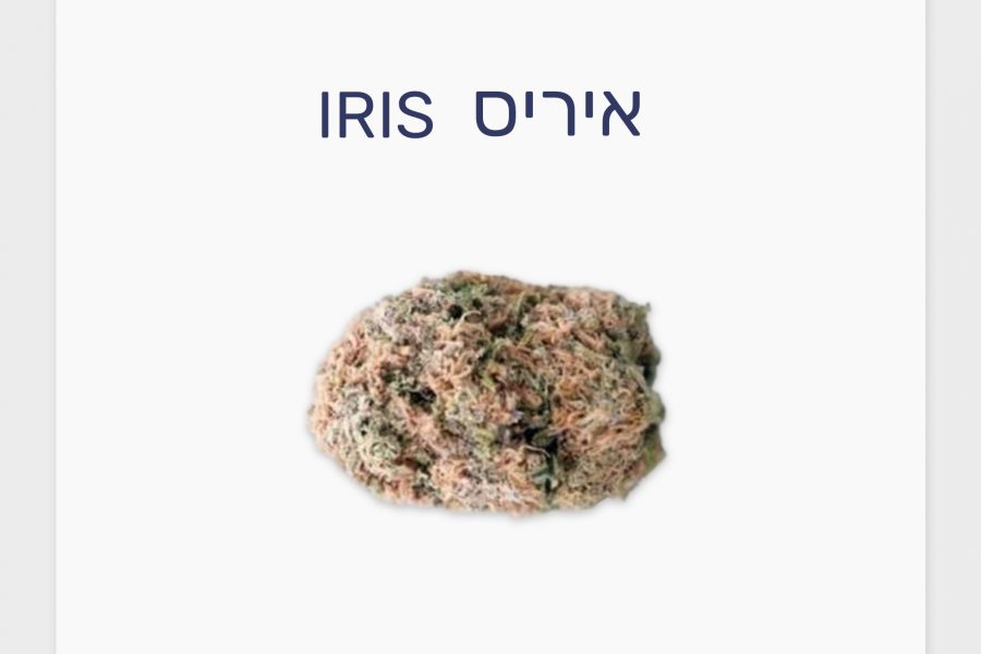 סקירת זן – איריס T20/C4 אינדיקה