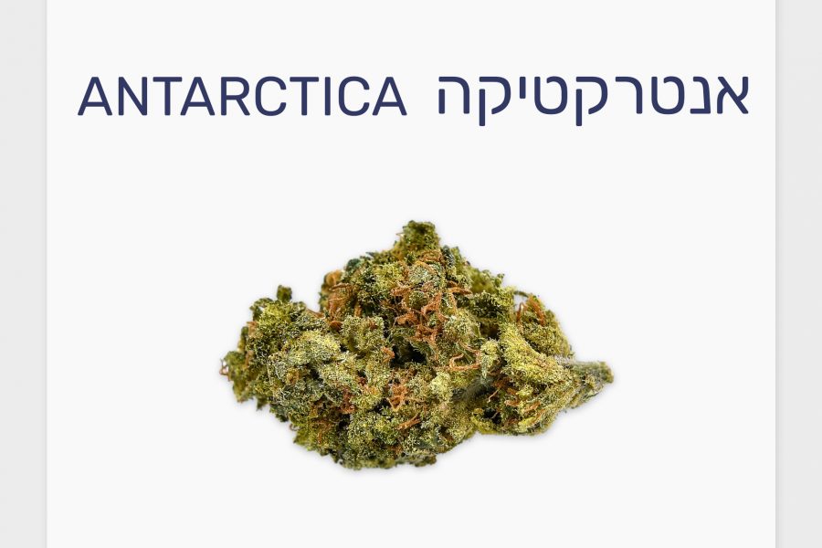 סקירת זן – אנטרקטיקה T20/C4 סאטיבה