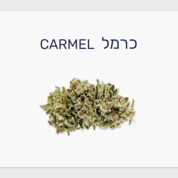 סקירת זן – כרמל T20/C4 סאטיבה