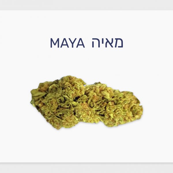 סקירת זן – מאיה T20/C4 אינדיקה